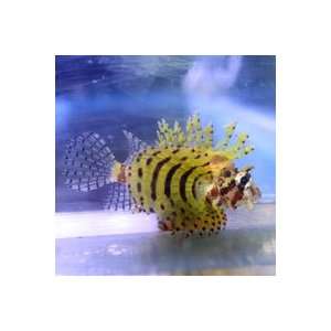   brachypterus Shortfin Dwarf Lionfish   Yellow Variant Toys & Games