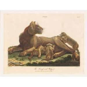  Lioness & Cubs Poster Print