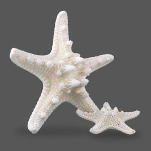  Knobby Starfish, 2 to 3 inch 