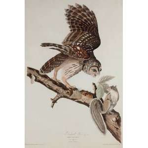   canvas   Robert Havell   24 x 36 inches   Barred Owl