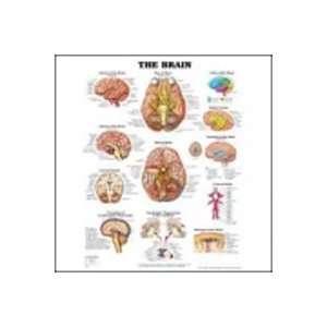  Anatomy of the Brain Chart 20 w x 26 h Health & Personal 
