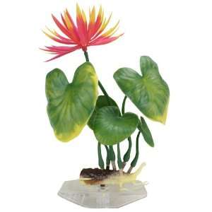  Water Lily   Medium   8 1/2 in.   Assorted Colors Pet 