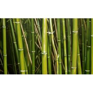  Bamboo Excitement by Morgan Marzell, 40x24
