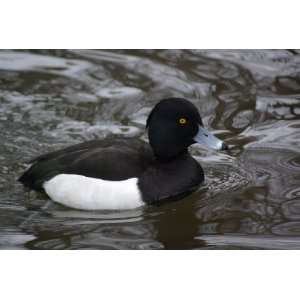  Tufted Duck Taxidermy Photo Reference CD Sports 
