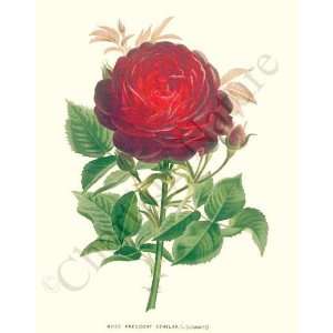  Botanical Red Rose Print Rose President Senelar Kitchen 