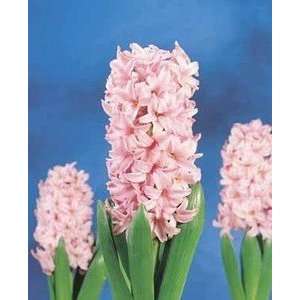  Hyacinth Pink Surprise 18 19 cm. 50 pack Patio, Lawn 