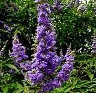 Beautiful Flowering Shrubs Blue Chaste  Vitex Tree (2) Cuttings 