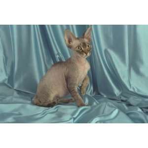   of Top 100 Pedigree Cats Canvas Art Rex,brown tabby