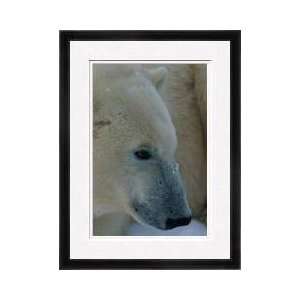  Close View Of Polar Bear Framed Giclee Print