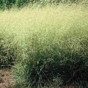  Grass, Deschampsia c. Schottland Patio, Lawn & Garden