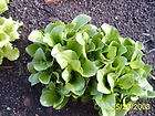 lettuce leaf  