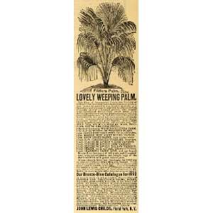 1892 Ad John Lewis Childs Filifera Palm Tree Plants NY   Original 