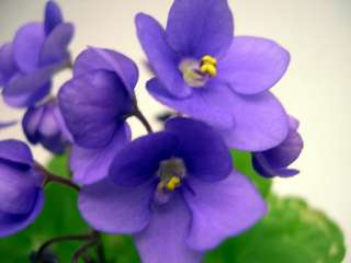 African violet PLUG starter plant PERSIAN PRINCE  