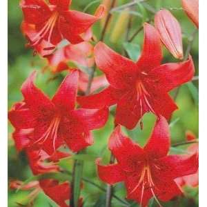  Twinkle Tiger Lily   2 Bulbs   Fiery Red Patio, Lawn 