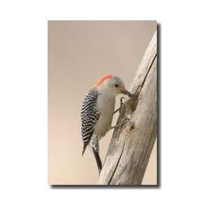  Redbellied Woodpecker Nebraska Giclee Print