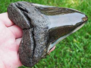 MEGALODON shark tooth teeth fossil MEGA WIDE MONSTER   