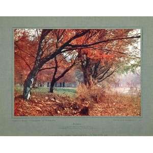  1910 Color Print Autumn Trees Leaves Autochrome Richon 