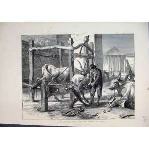  1872 Rome Shoeing Oxen Temple Vesta Antique Print