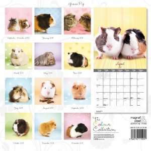  Magnet & Steel Limited 3915 Guinea Pigs