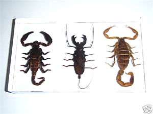 Insect Collection Set   3 Scorpions Specimen  