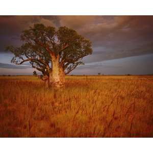  National Geographic, Australian Boab Tree, 16 x 20 Poster 