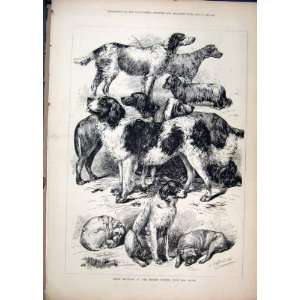  1877 Prize Winners Kennel Club Dog Show Antique Print 