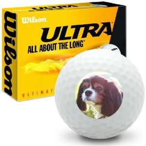  King Charles Spaniel   Wilson Ultra Ultimate Distance Golf 