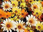 African Daisy 200 Flower Seeds   Colorful