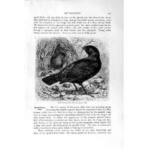   NATURAL HISTORY 1894 95 SATIN BOWER BIRDS SPOTTED NEST