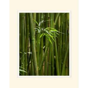  Bamboo Stalks   Matted Image