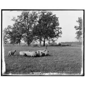  Schropshire i.e. Shropshire sheep