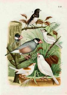 ANTIQUE PRINT ,BIRD, JAPANESE BIRDS , Nuyens,1886  