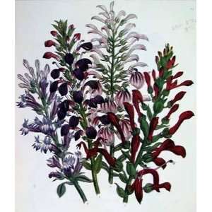  Lobelia    Print