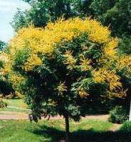 Golden Rain Tree (Koelreuteria paniculata)   300+ SEEDS  