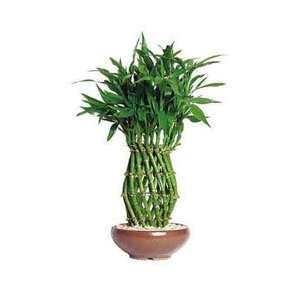  BonsaiOutlet Lucky Bamboo Pineapple Shaped Patio, Lawn 