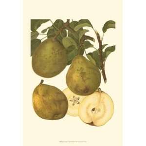  Pear Varieties I   Poster (13x19)