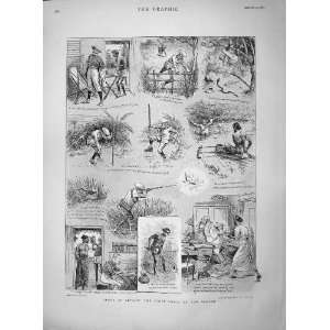    1895 Sport Ceylon Hunting Jack Nimrod Snake Leeches