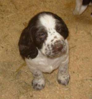 English Springer Spaniel Welpen in Bayern   Welzmühle  Hunde 