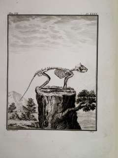 SKELETT Eichhörnchen SKELETON Squirrel Buffon ca 1770  