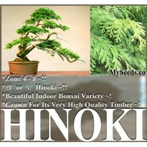 1,000 Hinoki Cypress Seeds ~ Japanese False Cypress C. Obtusa Z. 4   8 
