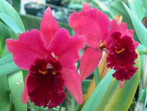 Potinara Mem. Harriet George Glendale Heights Highly Fragrant Orchid 