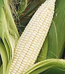 Silver Queen Sweet Corn   300 Seeds   VALUE PACK  