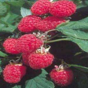 OnlinePlantCenter Heritage Red Raspberry Edible Fruit Bearing Plant 