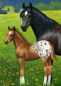 Appaloosa mare foal spring limited edition aceo print  