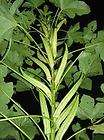 Okra, GIANT Cowhorn non GMO Heirloom 50 vegetable seeds