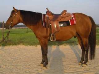 Quarter Horse Wallach Westernpferd in Niedersachsen   Syke  Pferde 