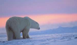 Great Polar Bear Adventure (DVD, 2009) 796019816168  