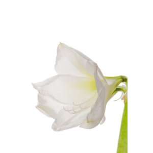 White Amaryllis   18 Stems  Grocery & Gourmet Food