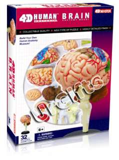 4D Puzzle Brain Human Anatomy Series 3D Model NEW  