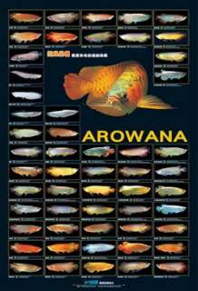 AZOO AROWANA BIG FISH AQUARIUM Generation Poster  